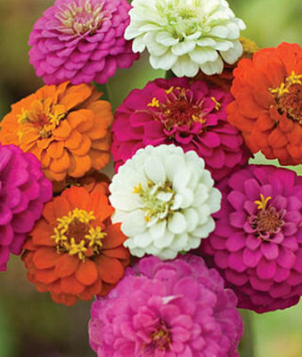 Kofy Zinnia Seed(20 per packet)