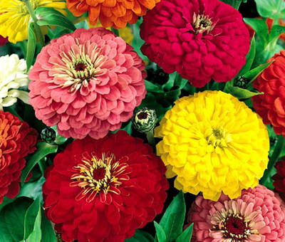 Kofy Zinnia Seed(20 per packet)