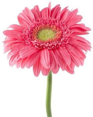 Paudha Swan River Daisy Seed(26 per packet)