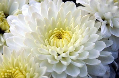 XOLDA Chrysanthamum White/Chamanti Seed(53 per packet)
