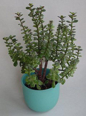 GreenyOn Jade Plant(Hybrid, Pack of 1)