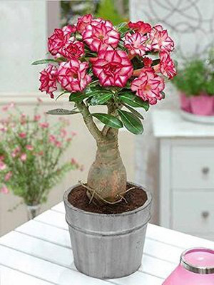 Mohomaya Adenium Plant(Hybrid, Pack of 1)