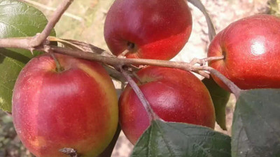 Decon Apple Seed(10 per packet)