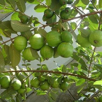 Grinian Guava Plant(Hybrid, Pack of 1)