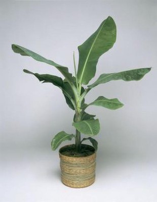 PB honey priya plant Banana Plant(Hybrid, Pack of 1)