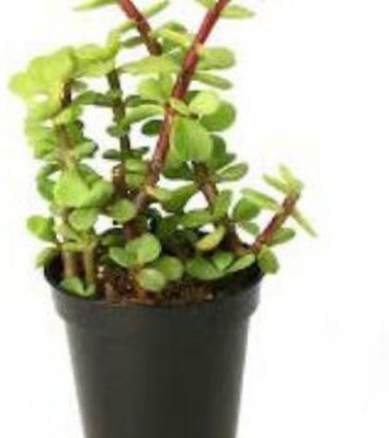Agroo Liv Jade Plant(Hybrid, Pack of 1)
