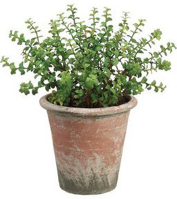GreenyOn Jade Plant(Hybrid, Pack of 1)