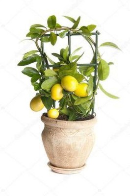 Plants Point Lemon Plant(Hybrid, Pack of 1)