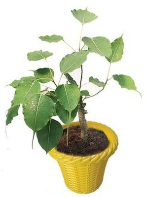 EdensField Ficus Plant(Pack of 1)