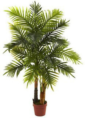 KUMUBON Areca Palm(Hybrid, Pack of 1)