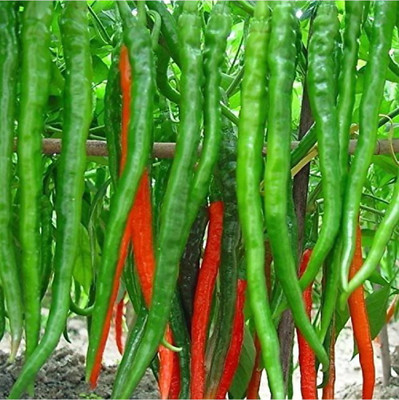 gkseeds Hybrid Chilli Seed(50 per packet)