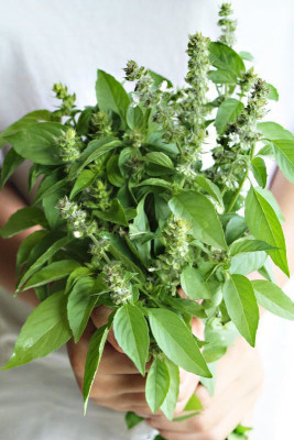 XOLDA Lemon Basil Seed(54 per packet)