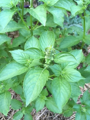Paudha Lemon Basil Seed(41 per packet)