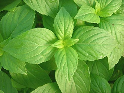 Paudha Lemon Basil Seed(16 per packet)