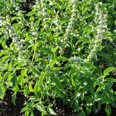 Paudha Lemon Basil Seed(41 per packet)