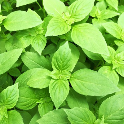 Paudha Lemon Basil Seed(16 per packet)
