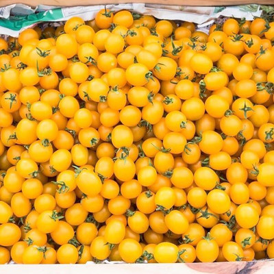 Paudha Tomato Yellow Grape Seed(27 per packet)