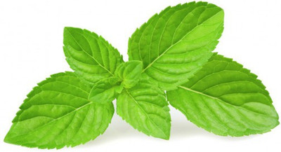 Paudha Mint Seed(54 per packet)