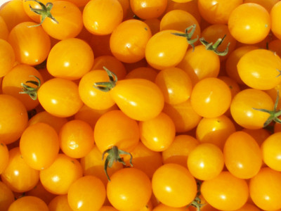 Paudha Tomato Yellow Grape Seed(16 per packet)