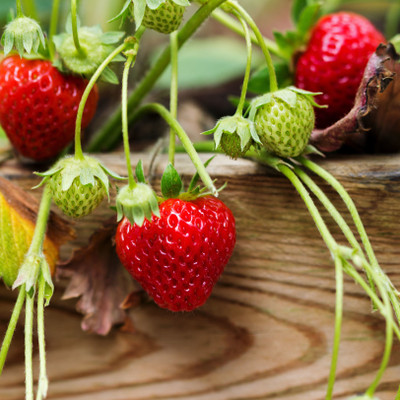 XOLDA Strawberry Seed(10 per packet)