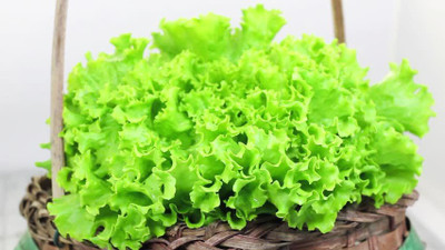 Paudha Lettuce Curly Seed(22 per packet)