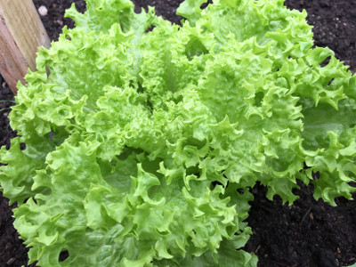 Paudha Lettuce Seed(40 per packet)