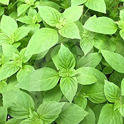 Paudha Lemon Basil Seed(22 per packet)