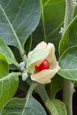 XOLDA Ashwagandha Seed(20 per packet)
