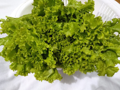 XOLDA Lettuce Seed(40 per packet)