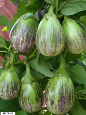 VibeX VXI-53 - Brinjal F1 Hybrid Vegetable - (1350 Seeds) Seed(1350 per packet)