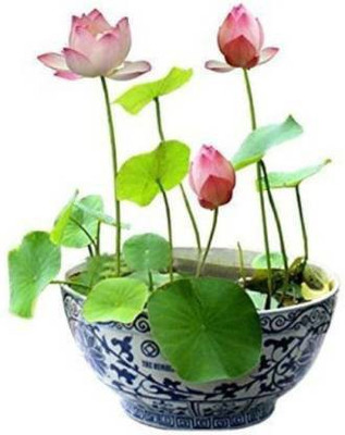 xcentax Nelumbo nucifera Gaertn Seed(12 per packet)
