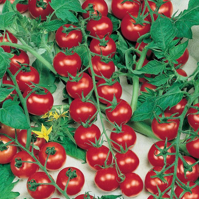 XOLDA Cherry Tomato Seed(30 per packet)