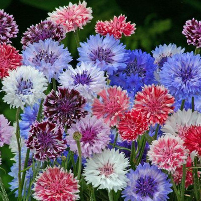 ME Traders Cornflower Seed(40 per packet)