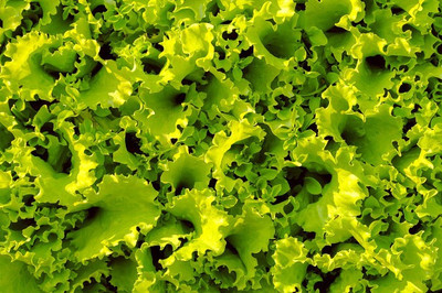 Paudha Lettuce Curly Seed(24 per packet)