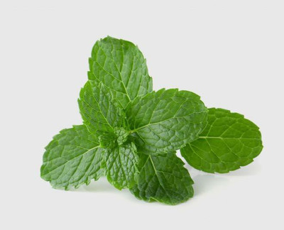 Paudha Mint Seed(54 per packet)