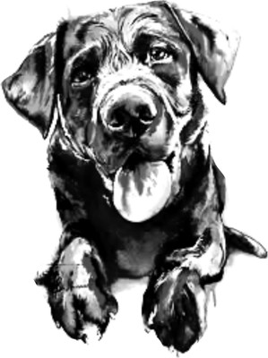 Sahaj Décor 43 cm Dog With ColourFul Pic Magnetic Sticker(Pack of 1)