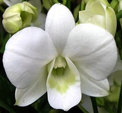 Exotica Orchids Orchid Plant(Hybrid, Pack of 1)