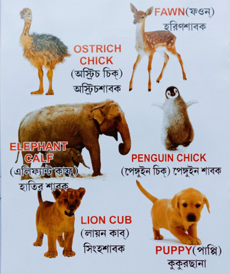 Birds And Animals Recognition For Nursery Kid's(Paperback, Editorial Team)