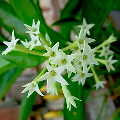 Sumang Green Land Night Bloom Jasmine Plant(Pack of 1)