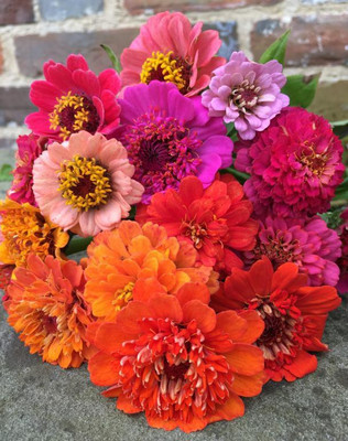 UGRA Zinnia elegans, Scabious-Flowered Mixed Seed(25 per packet)