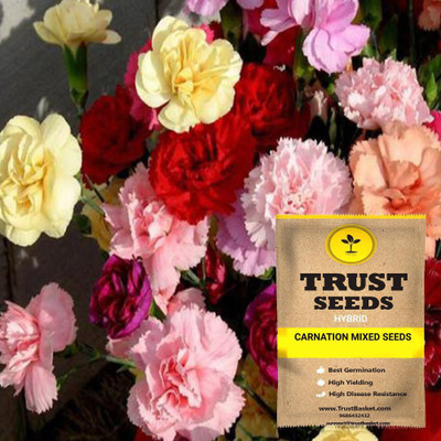 TrustBasket Carnation Seed(15 per packet)