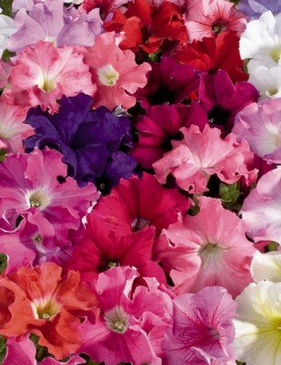 ME Traders Petunia Grandiflora Mix Seed(26 per packet)