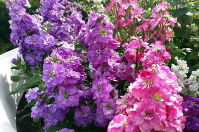 XOLDA Stock Seed(15 per packet)