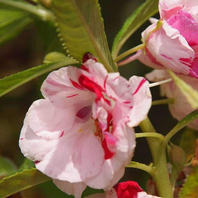 VibeX Balsam Single Seed(50 per packet)