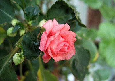 Paudha Balsam Mix rose Seed(27 per packet)