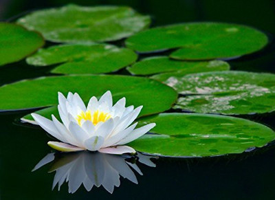 KANAYA Lotus Mixed Flower Seed(30 per packet)