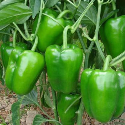 Seedshub SHIMLA MIRCH Seed(50 per packet)