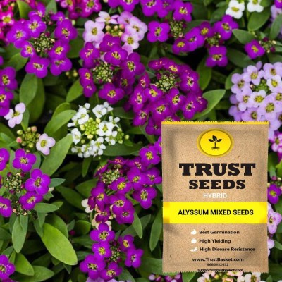 TrustBasket Alyssum Mixed Seeds Seed(15 per packet)