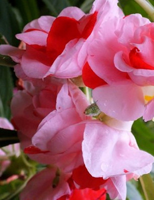 Paudha Balsam Mix rose Seed(19 per packet)