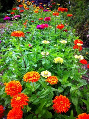 PLANTZON Zinnia Seed(40 per packet)
